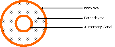 cross section of the body of an invertebrate