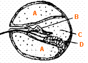 a diagrammatic cross section of a single loop of human cochlea